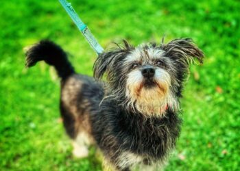 Adoptuj Dłużyniaka! Poznaj uroczą Kulkę