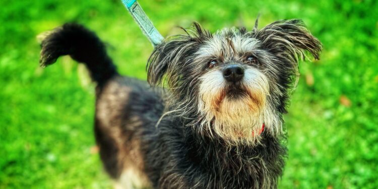 Adoptuj Dłużyniaka! Poznaj uroczą Kulkę