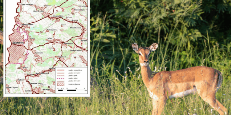 Informacja o planowanym polowaniu zbiorowym