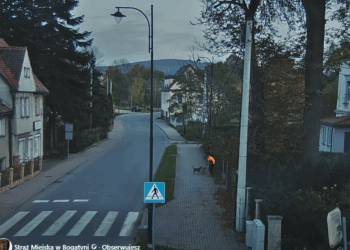 Bogatynia: Trzy agresywne psy zaatakowały chłopca – szybka reakcja uratowała dziecko!