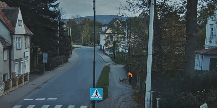 Bogatynia: Trzy agresywne psy zaatakowały chłopca – szybka reakcja uratowała dziecko!