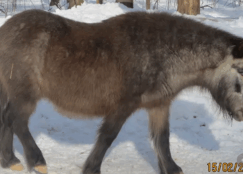 Żytwaskie ZOO prosi o pomoc finansową dla zwiększenia bezpieczeństwa po bestialskim ataku na kucyka