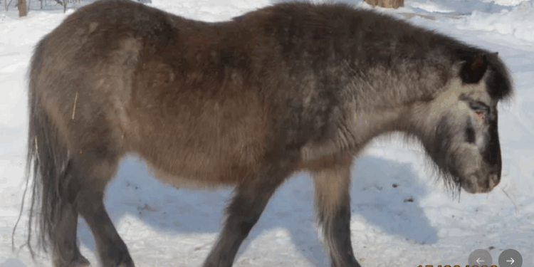 Żytwaskie ZOO prosi o pomoc finansową dla zwiększenia bezpieczeństwa po bestialskim ataku na kucyka