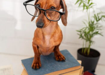 Zgorzelec odchodzi od opłaty za posiadanie psa