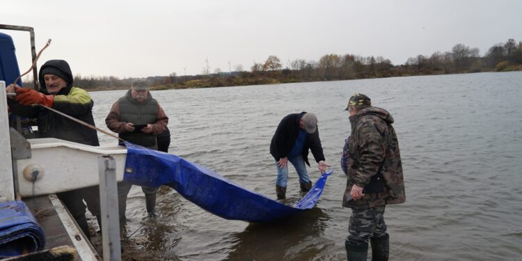 Zarybienie zbiornika Żarka nad Nysą