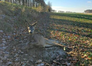 Ranna sarenka pod Łagowem. Procedury urzędników zawiodły, zadziałała determinacja ludzi