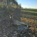 Ranna sarenka pod Łagowem. Procedury urzędników zawiodły, zadziałała determinacja ludzi