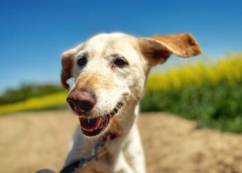 Adoptuj Dłużyniaka! Leona szuka domu!