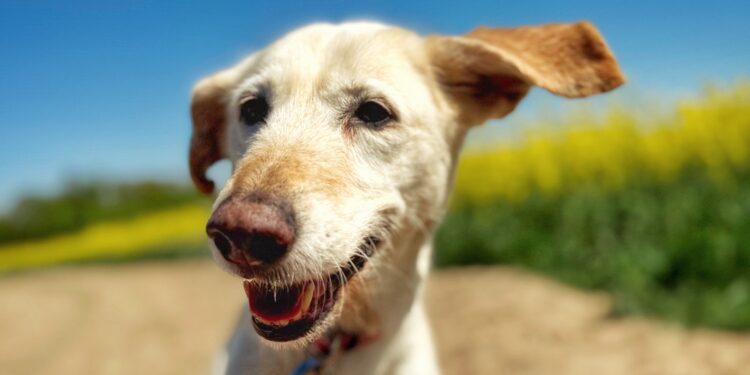 Adoptuj Dłużyniaka! Leona szuka domu!