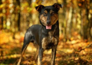 Adoptuj Dłużyniaka! Shrek poleca się do adopcji