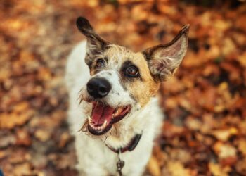 Adoptuj Dłużyniaka! Gringa – kochana i pełna uroku suczka szuka domu 