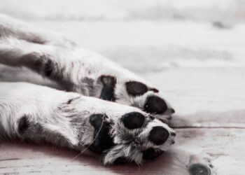 Grzebowisko dla zwierząt w Zgorzelcu?