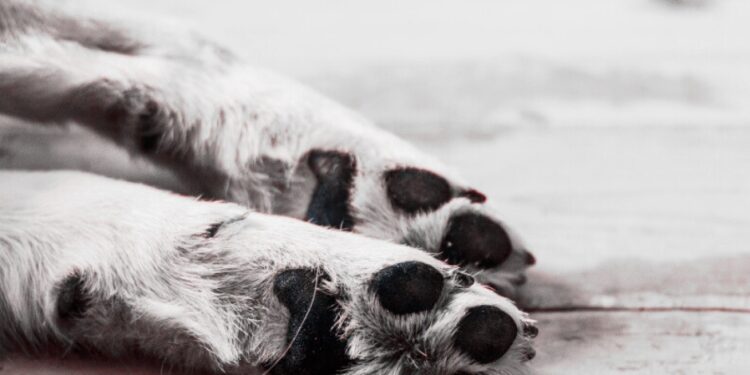 Grzebowisko dla zwierząt w Zgorzelcu?
