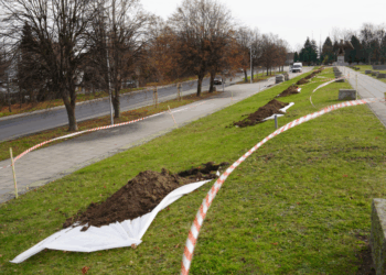 Kolejne nasadzenia drzew w powiecie zgorzeleckim
