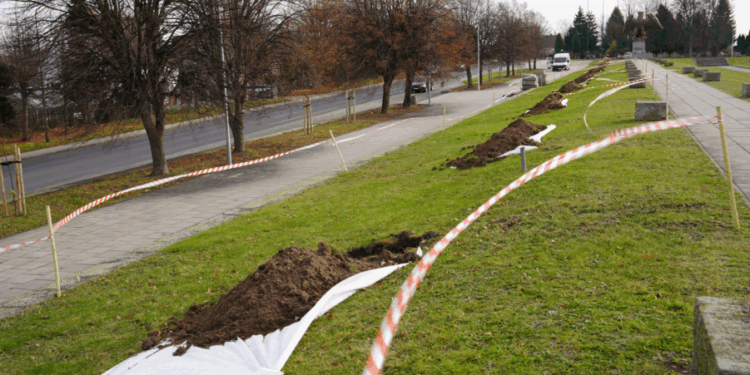 Kolejne nasadzenia drzew w powiecie zgorzeleckim