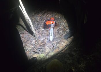 Złodziej drzewa zatrzymany na gorącym uczynku