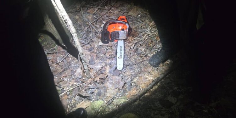 Złodziej drzewa zatrzymany na gorącym uczynku