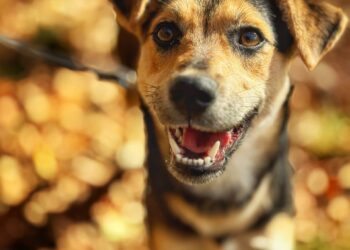 Adoptuj Dłużyniaka! Fiona szuka domu