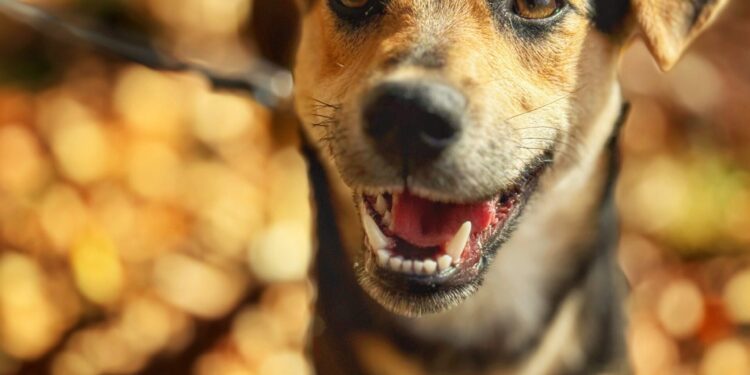 Adoptuj Dłużyniaka! Fiona szuka domu