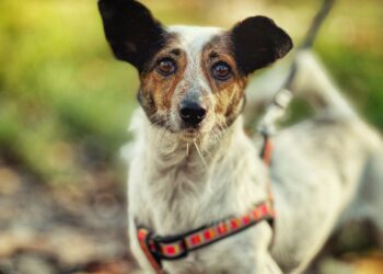 Adoptuj Dłużyniaka! Jadzia – mała sunia o wielkim sercu szuka domu!