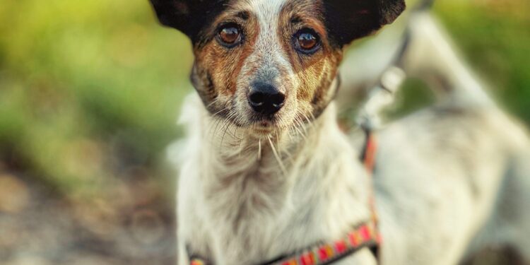 Adoptuj Dłużyniaka! Jadzia – mała sunia o wielkim sercu szuka domu!