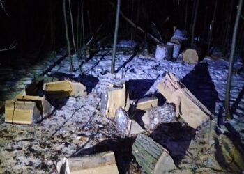 Kolejni złodzieje drzewa ujęci przez straż miejską