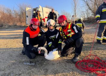 Kiedy liczy się każde życie – ratunek dla łabędzia