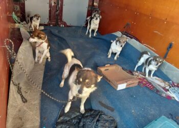 Dziesięć psów przewożonych w niebezpiecznych warunkach. Interwencja niemieckiej policji na granicy