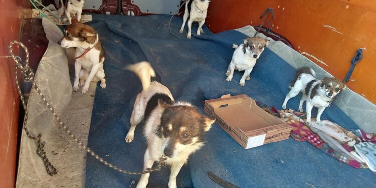 Dziesięć psów przewożonych w niebezpiecznych warunkach. Interwencja niemieckiej policji na granicy