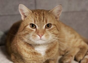 Adoptuj Dłużyniaka! Dynio szuka domu