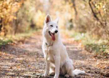 Zawidów również zniósł opłatę za psa