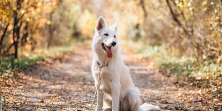 Zawidów również zniósł opłatę za psa