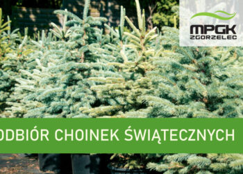 Odbiór choinek po świętach