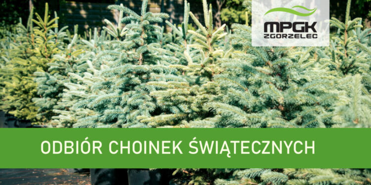 Odbiór choinek po świętach