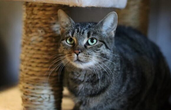 Adoptuj Dłużyniaka! Malutka szuka kochającego domu