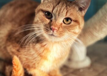 Adoptuj Dłużyniaka! Rufo – szuka swojego opiekuna