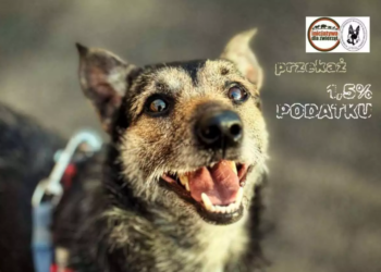 1,5% dla przyjaciół na czterech łapach – wspomóż schronisko z Dłużyny Górnej