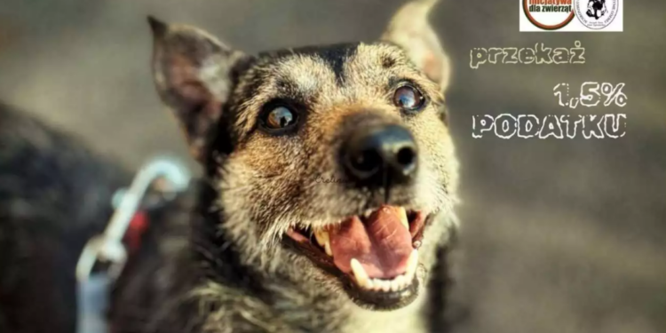 1,5% dla przyjaciół na czterech łapach – wspomóż schronisko z Dłużyny Górnej