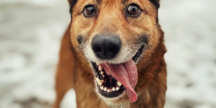 Adoptuj Dłużyniaka! Kokolino rozgląda się za domem