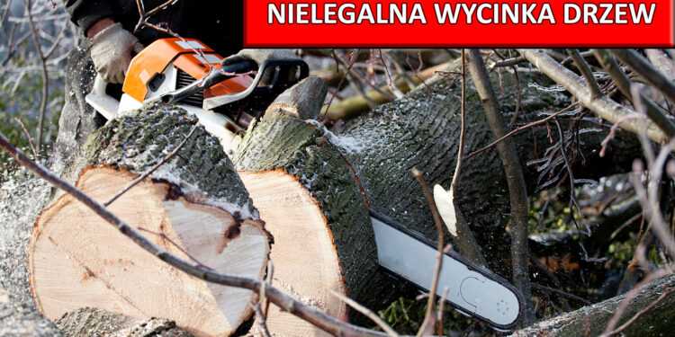Nielegalna wycinka na Zalewie w Bogatyni? Urząd wydaje komunikat