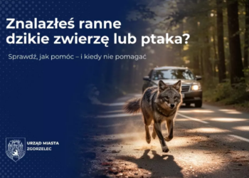 Znalazłeś ranne dzikie zwierzę lub ptaka? Sprawdź, jak pomóc – i kiedy nie pomagać