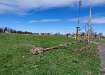 Kradzież palików przy nowo nasadzonych drzewkach. 5000 zł nagrody za pomoc w ustaleniu sprawców
