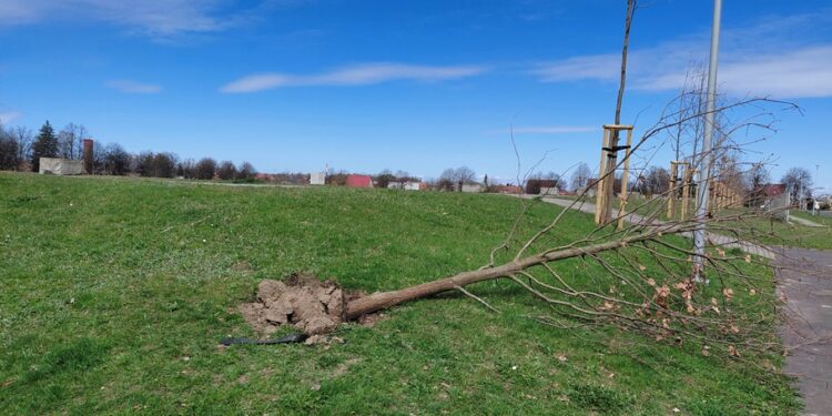 Kradzież palików przy nowo nasadzonych drzewkach. 5000 zł nagrody za pomoc w ustaleniu sprawców