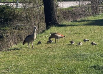 Chronią młode – kierowcy proszeni o czujność przy zbiorniku wodnym w Bogatyni