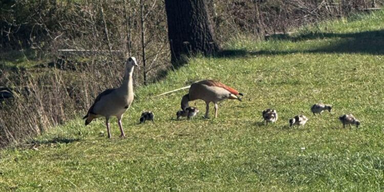 Chronią młode – kierowcy proszeni o czujność przy zbiorniku wodnym w Bogatyni