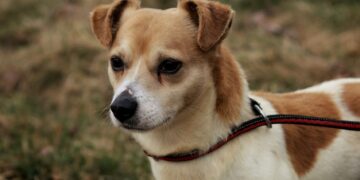 Adoptuj Dłużyniaka! Jordan szuka domu!