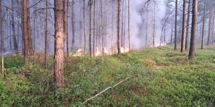 Pożar lasu w pobliżu miejscowości Piaseczna – trwa intensywna akcja gaśnicza