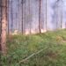 Pożar lasu w pobliżu miejscowości Piaseczna – trwa intensywna akcja gaśnicza