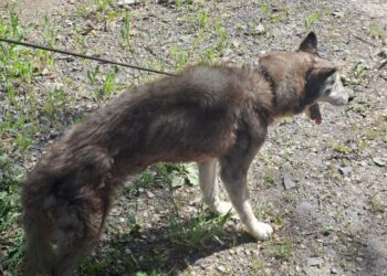 Interwencyjne odebranie zaniedbanego psa w gminie Bogatynia