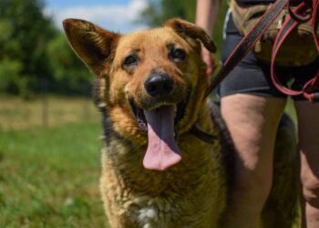 Adoptuj Dłużyniaka! Master czeka na dom już 9 lat